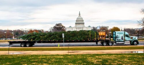 Why Sponsor the U.S. Capitol Christmas Tree?